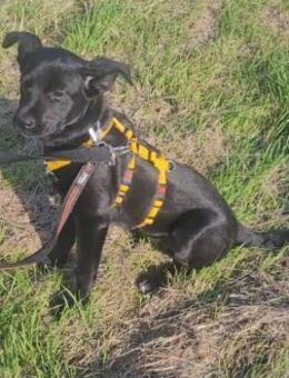 Welpe Nisha sucht ein Zuhause - Margetshöchheim