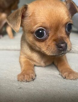 Chihuahua Welpen abzugeben - Nürnberg