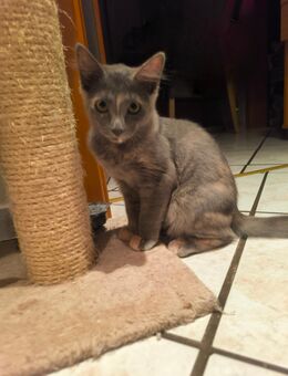Sphinx Katzen Kitten - Fürstenau