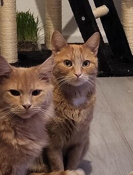 Mainecoon Mischling - Bochum Günnigfeld