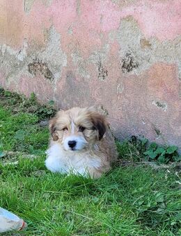Herzensbrecher Chico - Tholey