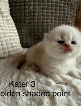 BKH Kitten - Stahlhofen (Wiesensee)