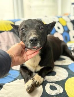 Boss - dein Kuschelpartner in Crime - Gerlingen