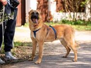 Freundlicher Waldaj sucht seine Familie - Duisburg