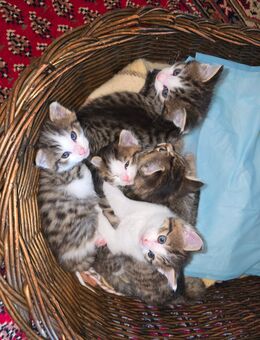 Norwegische Sibirische Waldkatze Babys - Rudelzhausen