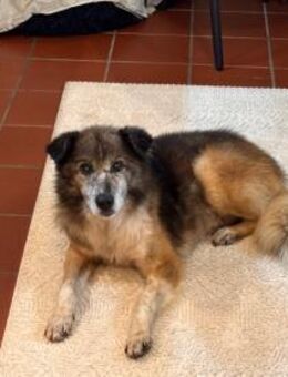 Gadalf - sanfter Senior sucht - Berlin