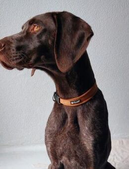 Jason, ca. 1 Jahr, 50 cm, 18 kg - Teisendorf