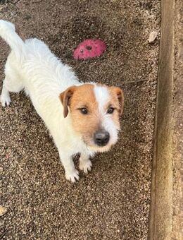 TWISTER -schon wieder ein Wuschel-Jackie - Kempen