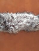 Fellkragen neuwertig für Jacke oder Mantel in 55246