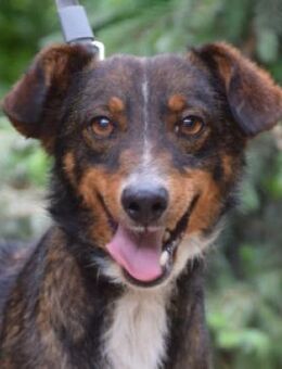 Joshi - freundlich & lieb - Lohmar