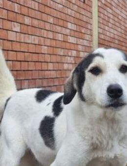 July sanfte Hündin sucht Dich - Eixen