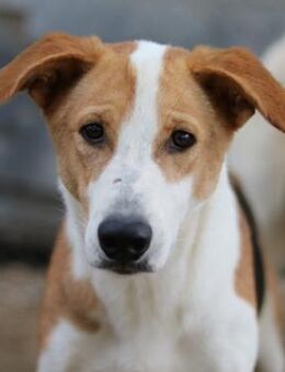 Eneas, geb. ca. 07/2023, Griechenland - Euskirchen