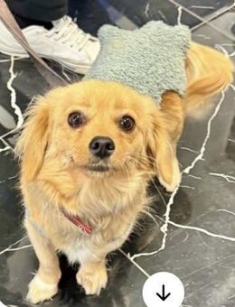 Mini Mäuschen Trixie - Koblenz