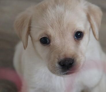 süße kleine Labrador Welpen