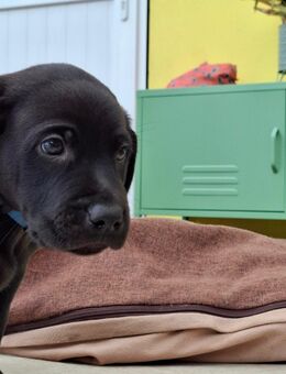 Noch *7* Weimaraner/Border Collie Welpen - Hille