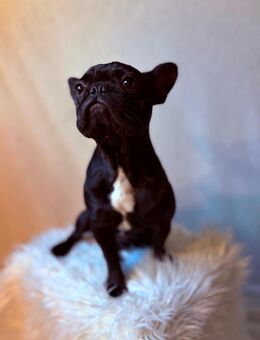 Französisch Bulldogge Abby - Lübeck