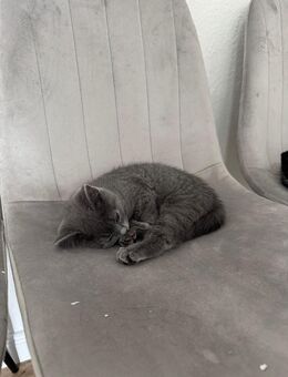 BKH Kitten Mix - Celle