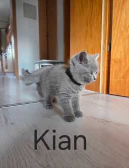 BLH/BKH Kitten - Bebra
