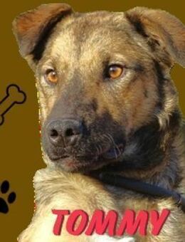 TOMMY sucht Körbchen - Gefrees