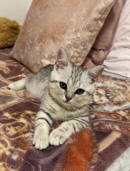 Süße BKH-Katze zu verkaufen (3,5 Monate alt) - Berlin