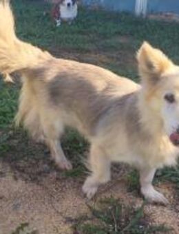 Asy - Hundeoma sucht Gnadenplatz - Schlitz