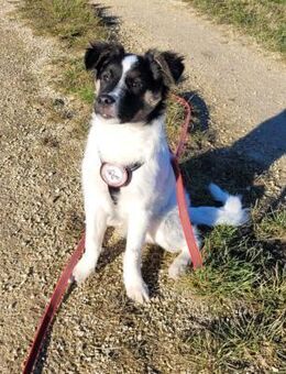 🩵Gonzo🩵sucht sein großes Glück 🐾💕🍀 - Freilassing