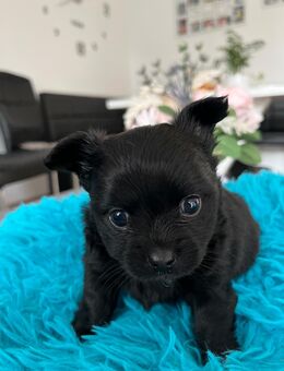 Chihuahua Welpe schwarz Langhaar sucht seine Familie - Bottrop