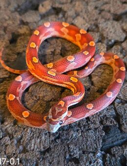 Motley x Striped, Wild - Schwelm