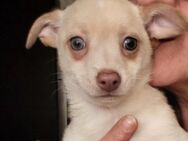 Chihuahua Mischlinge Rüden - Selters (Westerwald)