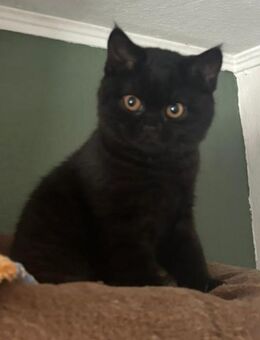 BKH Kitten ab sofort zu vermitteln, für 1 Jahr geimpft - Heidenrod