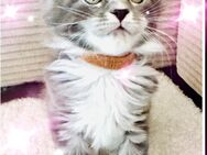 Reinrassige Maine Coon Kitten - Aue