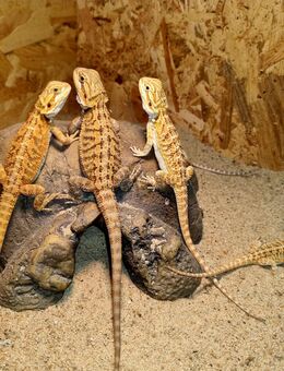 Farbbartagame Jungtiere ( pogona vitticeps) NZ 07 2025 - Offstein
