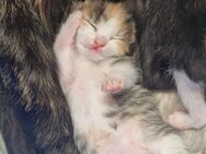 8 wunderschöne kitten - Castrop-Rauxel