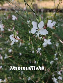 Samen Präriekerze / Prachtkerze, rosa, viele weitere Sorten - Norderstedt