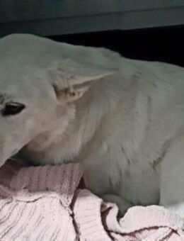 Pyllis sucht ihre Menschen - München