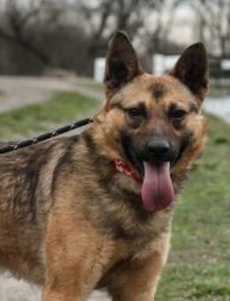 Beni Schäferhundmix Rüde 2,7 Jahre in HU - Reutlingen