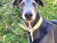 Grey - wundervoller Windhund - Burg Reesen