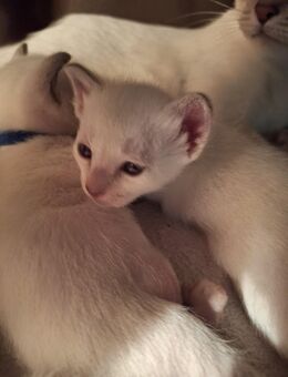 Siam alte Form, Thaikatze Thaikitten mit Stammbaum - Weißenburg (Bayern)