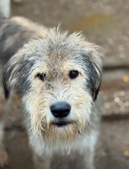 Schnauzer mix - Wassenberg Zentrum