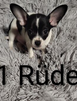 2 Reinrassige Chihuahua Welpen - Gransebieth