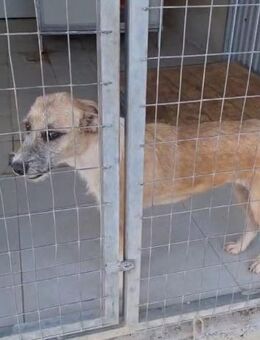 Tessa, eine bildschöne, junge Hündin - Starnberg