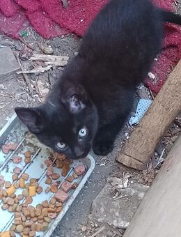 Katzenbaby, weiblich - Gladbeck