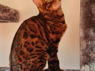 Leo Reinrassiger Bengal Kater - Berlin