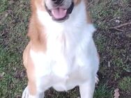 Buddy, geb. 01/2023 sucht sein Happy-Home - Boxberg (Oberlausitz)