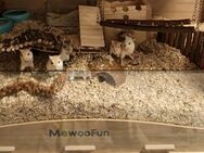 Rennmaus Mädels 1x Agouti und 1x Silberagouti und 1x Algierfuchs - Süßen