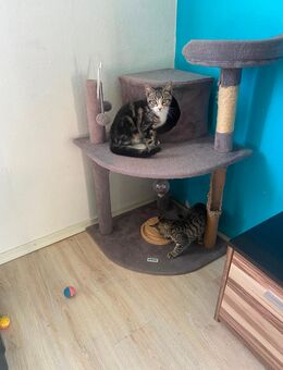 Süße kleine Babykatzen suchen ein schönes Zuhause ohne Kinder - Kirchlengern
