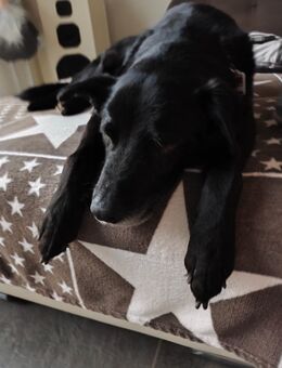 Finn sucht ein neues Zuhause! - Baudenbach