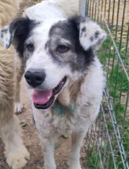 Verschmuste, anhängliche Diana - Kallmünz