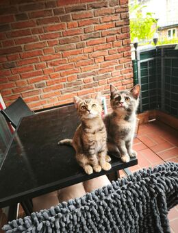 Zuckersüße Katzenmädchen in gute Hände abzugeben - Schleswig