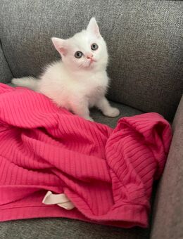 Bkh kitten von odd-eyed Mama - Frankfurt (Main) Zeilsheim